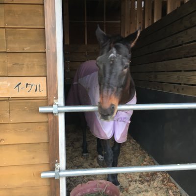 aN0azGGOw6ldavB's profile picture. 可愛い動物好きです😊💕 馬の瞳可愛いなぁ😄 ウマ娘サークル靴投げ希望の方よろしくお願いします。