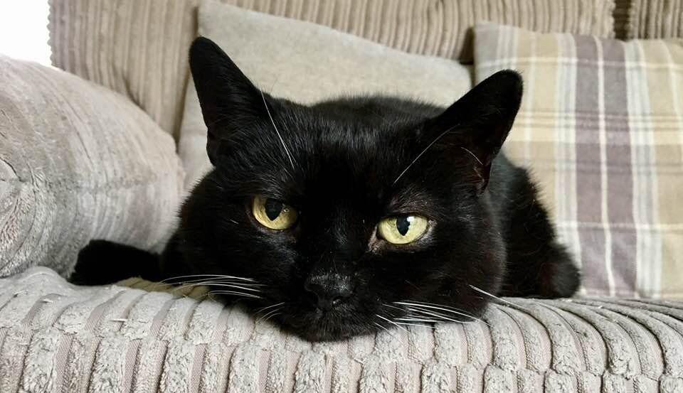 Amiga1066's profile picture. 