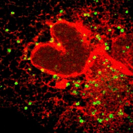 IkonenLab Profile