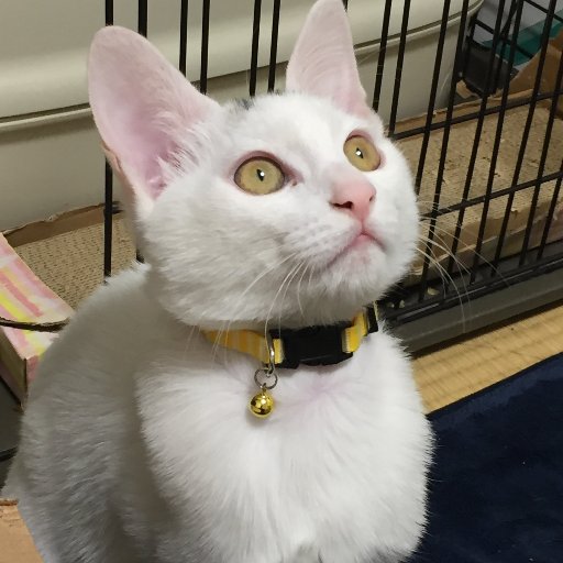 愛猫やきのりくん♂元保護猫去勢済 (2018/8上旬生まれ)の成長を記録します。 やきのりくんと主人と私の3にん暮らし🐾皆さまお気軽にフォローしてください。無言フォロー失礼いたします。