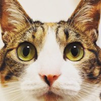 愛猫フラット (@flat_tv) 's Twitter Profile