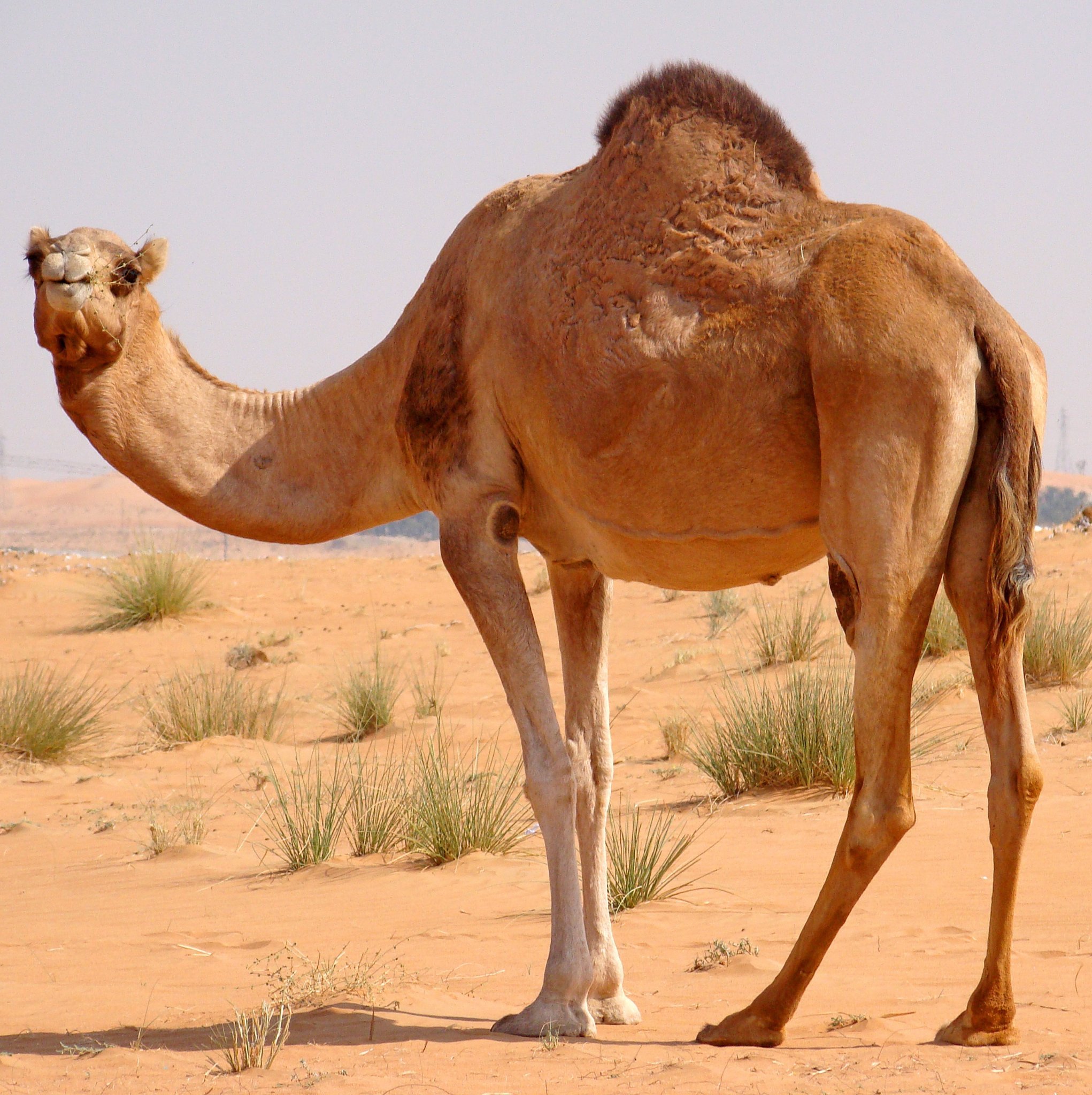 camelCase1's profile picture. בלוג על פיתוח תוכנה מאת אמיתי שטרן ודוד וינברג.