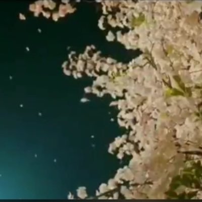 gizmo929's profile picture. 