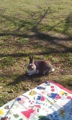 f3TMZ9EDGexYMzO's profile picture. レトロコンシューマー愛好会  会員No1780　会員になれて嬉しい！　　　　
　　　　　　　ウサギ愛好家             
プロレスラーラム会長のファンです！