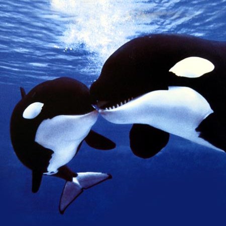 HechimaY's profile picture. 弐寺両皆伝 ごく稀にリフレクとポップン 生まれつき縦連が出来ない人
Ⅱdxid：4472-4025 
野球はスワローズファン、スポーツ全般が好き。サブカルは円谷特撮が一番　一昔前のアニメ、マンガも