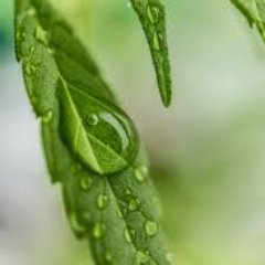 Discover the benefits of CBD with CBD Health News, your online treasure trove of CBD information.