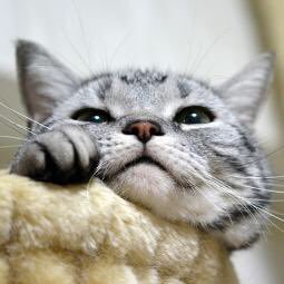 _ねことおんがく𓃠𓃠_☀︎ プーチン🐈⬛2008.5.15〜2023.12.3 / レダ🐈2008.6.10〜2023.9.2 / Together foreverஐ* 2024/04/13〜はるたんをお迎えしました