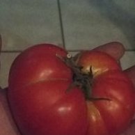 Chuco Town Farm (@chucofarm) 's Twitter Profile Photo