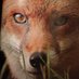 Laura Lane (@foxybrush) Twitter profile photo Laura Lane (@foxybrush) Twitter profile photo