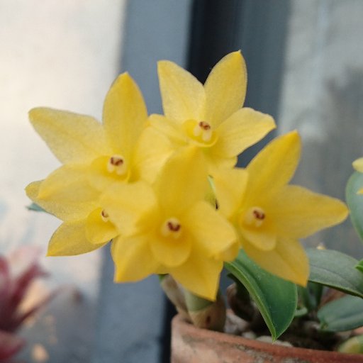 部屋に大体何かしらの花が咲いてる植物キ○ガイ
ティランジア　ラン(カトレア　富貴蘭)　多肉が多いです
ティランジアのブラジル赤花をタイプ別に集めだしたり来るとこまで来た気がする…
植物だらけですが一応ポケモンとかのゲームもやってます
シェイミ　デデンネ　エモンガが好き