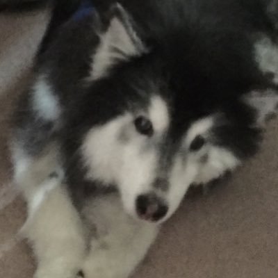 GehrigTimmy's profile picture. 