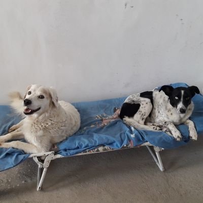 daniela_carloni's profile picture. 