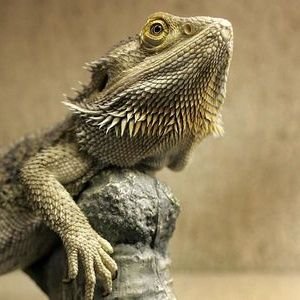 LizardWithBeard's profile picture. A bearded dragon with a smartphone