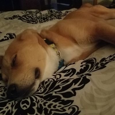 LifeOfRescueDo1's profile picture. Funny sweet stories of rescue dogs I foster