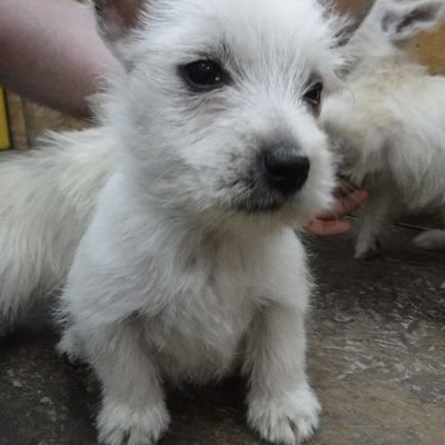 BerryWaylon's profile picture. I raise and take care of AKC (West Highland White Terriers & Miniature Schnauzers) pups and grown dogs for a living.