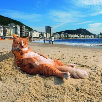 写真展「岩合光昭の世界ネコ歩き2」秋田さんのプロフィール画像