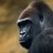 gorilla5GHz