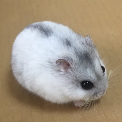 OEN2U2aOQDW4Lhd's profile picture. 【ライク】BTC.KAS.ADA.SUI.晩酌.音楽.HR/HM.テスラ.デフレパード.くるり.🏀.🐰.🐹【🚀】毎日コツコツ働いて、音楽聴いて、ウォーキングして、簿記勉して、投資して、晩酌して、2025年12月にSFし、全都道府県をゆるりと旅しまする😉