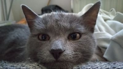 BornaKovac1's profile picture. 