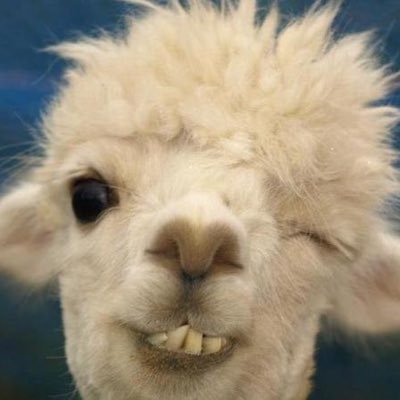 Just a Llama who believes in the constitution and hates hypocrisy. I have been known to pounce and at times seize and backlash. Proud minion. Let’s go Brandon!