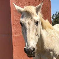 Klamath Equine (@klamaththehorse) 's Twitter Profile