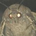 Mr.MothMan (@IWantMoreLight) Twitter profile photo