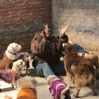 CAMINANDO A SU LADO, A. C. Refugio de 80 Peludos rescatados del desamparo y maltrato, con tu ayuda es posible seguir mejorando su vida. ADOPTA! APADRINA! DONA!