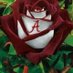 Carolyn Taylor 🐘🏈❤ (@carolyn11532144) Twitter profile photo Carolyn Taylor 🐘🏈❤ (@carolyn11532144) Twitter profile photo