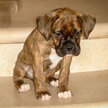This channel is for all Boxer lovers please message us if you would like us to share your stories, images, or videos! You can find us @boxer on all social.