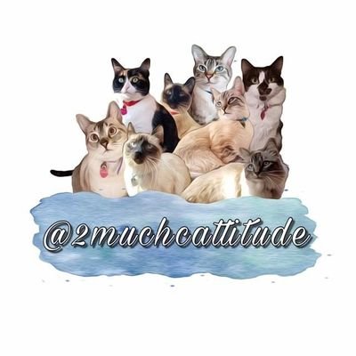 8 Rescued Cats w/2MuchCattitude and a story to tell.  Introducing 💜Chuchi🐈Fatboy🐈Princie🐈Inky🐈Angel Baby🐈Mr. Meowgee🐈Bean Doodle🐈Tiny Tim💜