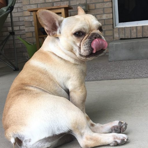 Former #PuppyMill #Breeder Mama - Living the high life in Colorado with @miavossonthego & @cgstivers