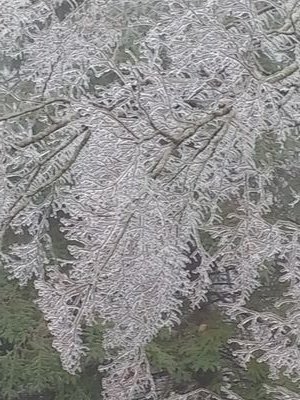 Whalenwolf1's profile picture. 