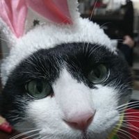 リー セバスチャン (@npxu21uxsolaivo) Twitter profile photo