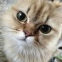 webuddha(元ちんちらがかり)🐈⬛🐈 (@webuddha) 's Twitter Profile
