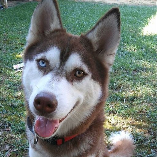 Runescape_Bloo's profile picture. RSN: Bloo || Started OSRS || BlooZone