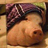 Porco capitalista (@capitalist_p) 's Twitter Profile