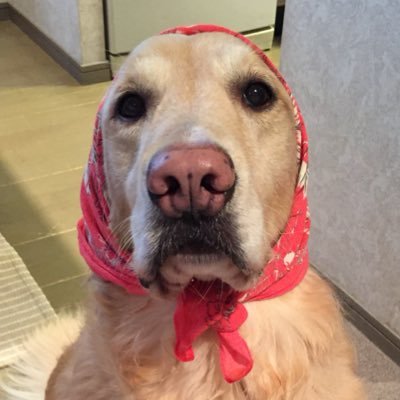 charkun1213's profile picture. キナリ（GR）2010年3月1日生♂ナッツ （lab）2015年5月14日生♂ やんちゃ坊主とヨダレまみれの毎日