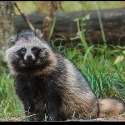 probativevalue's profile picture. simply a tanuki trying to make it in this world