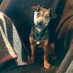 Inca • Worlds Smallest Sheepdog (@wsheepdog) Twitter profile photo Inca • Worlds Smallest Sheepdog (@wsheepdog) Twitter profile photo