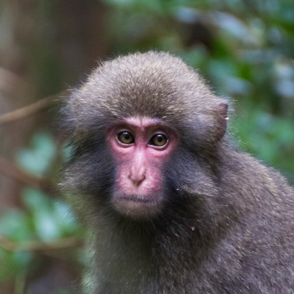 1989年から屋久島でニホンザルの調査を行ってきた「ヤクザル調査隊」を母体として、2022年に設立されました。ニホンザルをはじめとする屋久島のいきものの調査研究を行うとともに、研究成果の普及、野生動物を調査する人材の育成、人と自然の共存を目指すさまざまな活動を展開しています。