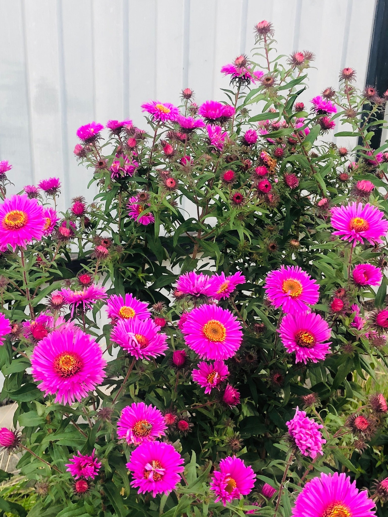 smsKaTula's profile picture. АО Газпром Тула