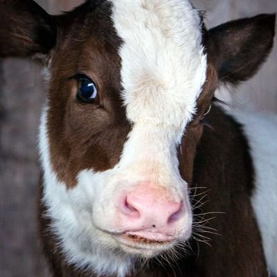 🐄もまず🐄さんのプロフィール画像