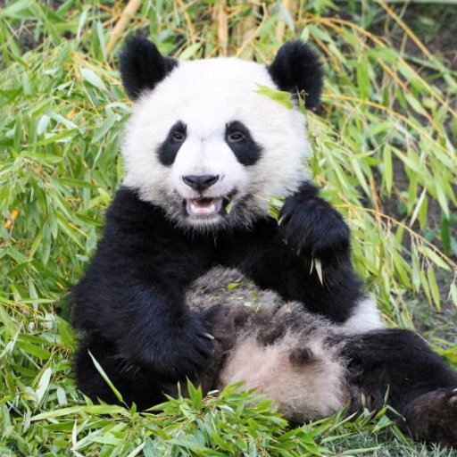 First bébé panda français. Son of Huan Huan & Yuan Zi. Big brother to Fleur de Coton (HuanLiLi) & Petite Neige (YuanDuDu). (Not affiliated with Beauval Zoo.)