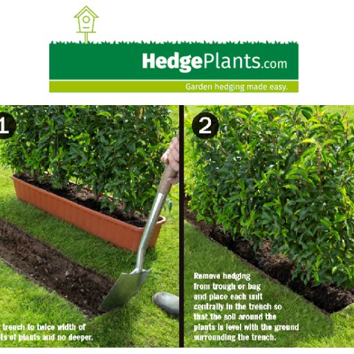 Supplier of instant #hedging, rootballed & potted hedge plants, screening panels and topiary shapes.