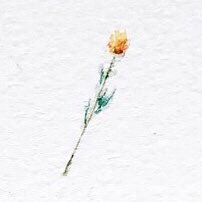 chiiさんのプロフィール画像