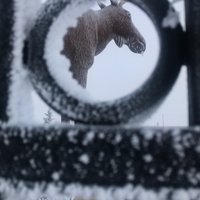 Official Mac the Moose (@realmacthemoose) 's Twitter Profile