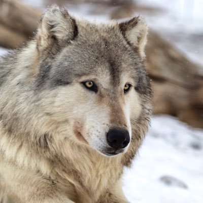 Wolf34435061 Profile Picture