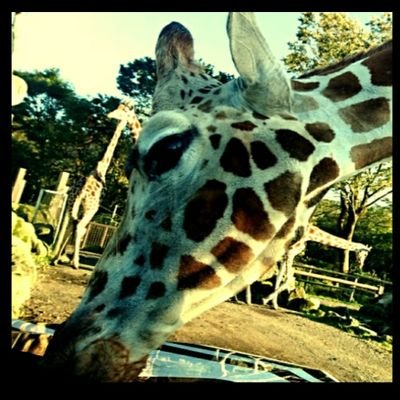 為替FX 仮想通貨現物 株 やってま😀

🦒
🦒
🦒
🦒

🦒………🦒

🦒

🦒

🦒

無言フォロー大歓迎！！+