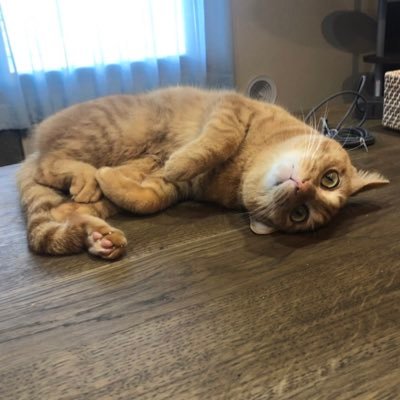 FC4lp's profile picture. 猫と暮らすちなヤクです。ボードゲームも好きです。最近は子供とポケモンGO、メザスタにハマってます。