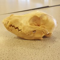 St Johns RC Biology Department (@stjohnsrcbio) 's Twitter Profile